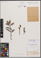 Foto von Salix bicolor subsp. basaltica (H. J. Coste) I. V. Belyaeva